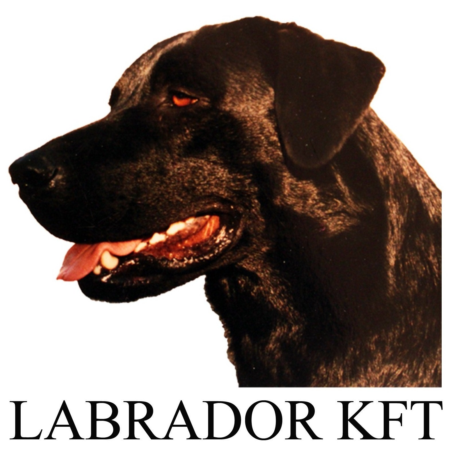 Főoldal - Labrador Kft.